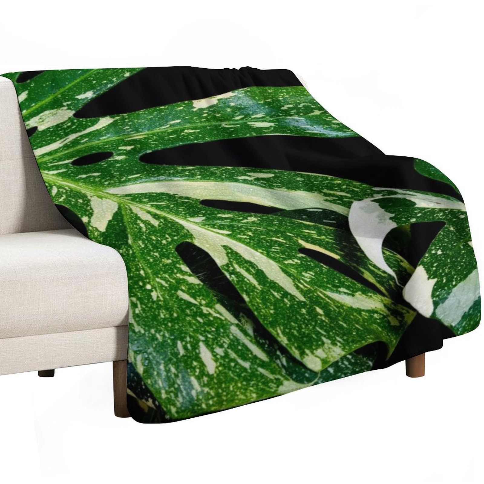 Monstera Thai Constellation Th – Monstera Thai Constellation Bewertung und Preis