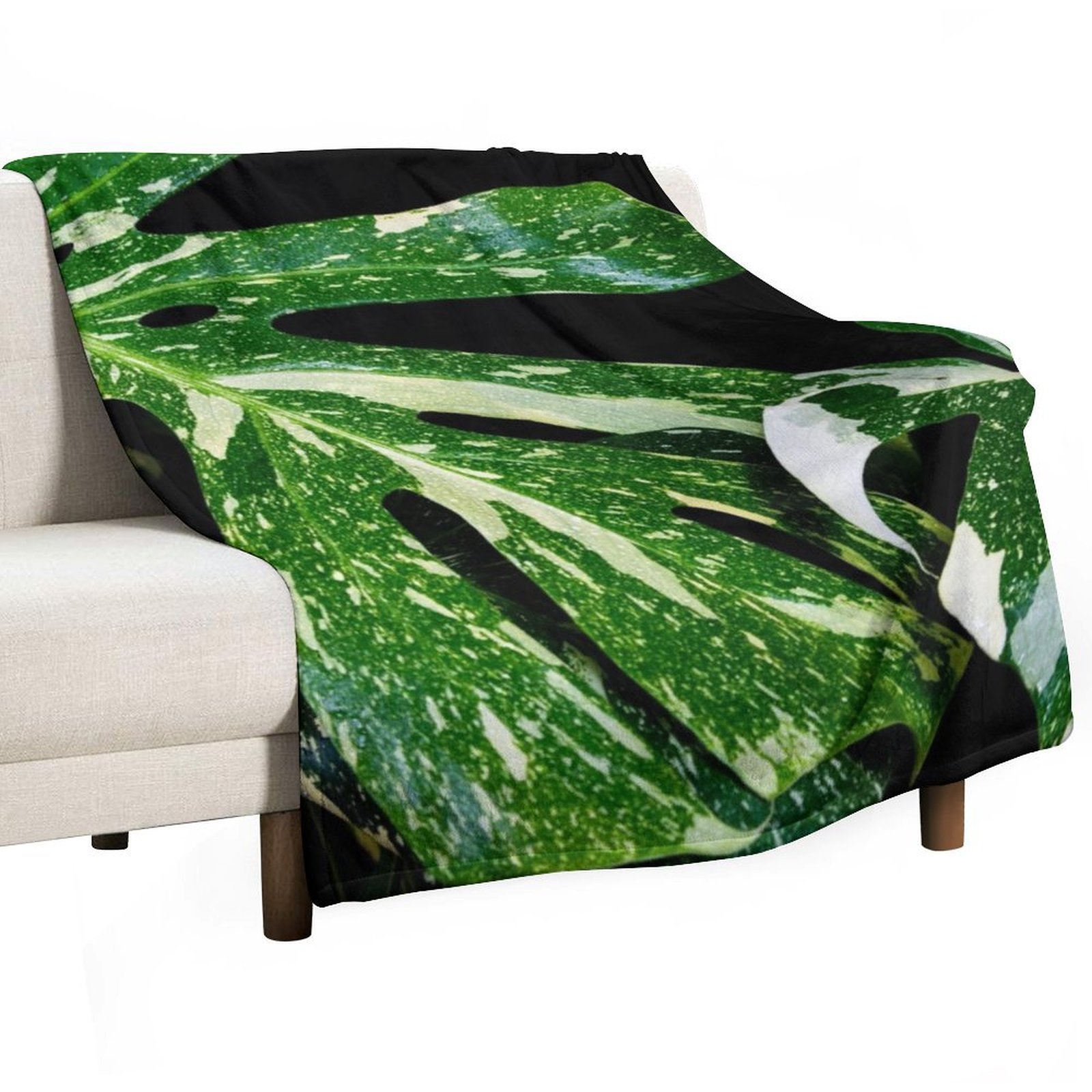 Monstera Thai Constellation Th – Monstera Thai Constellation Bewertung und Preis
