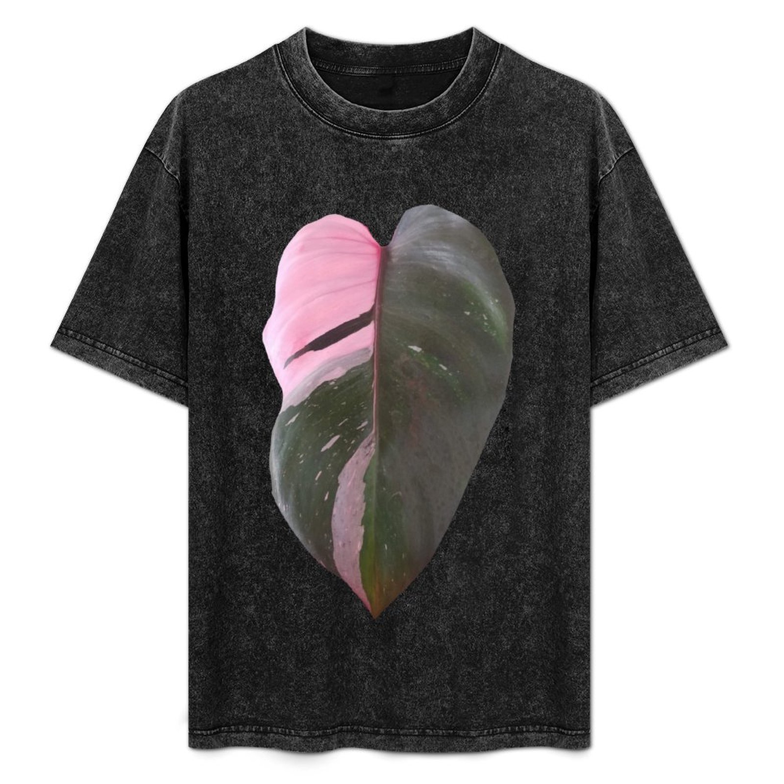Pink Princess Philodendron Lea – Philodendron Pink Princess Bewertung und Preis