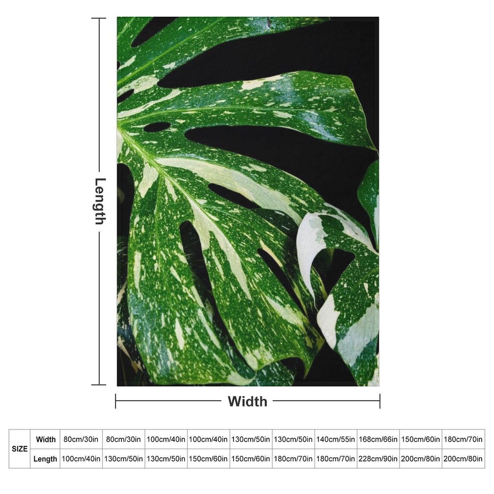 Monstera Thai Constellation Th – Monstera Thai Constellation Bewertung und Preis