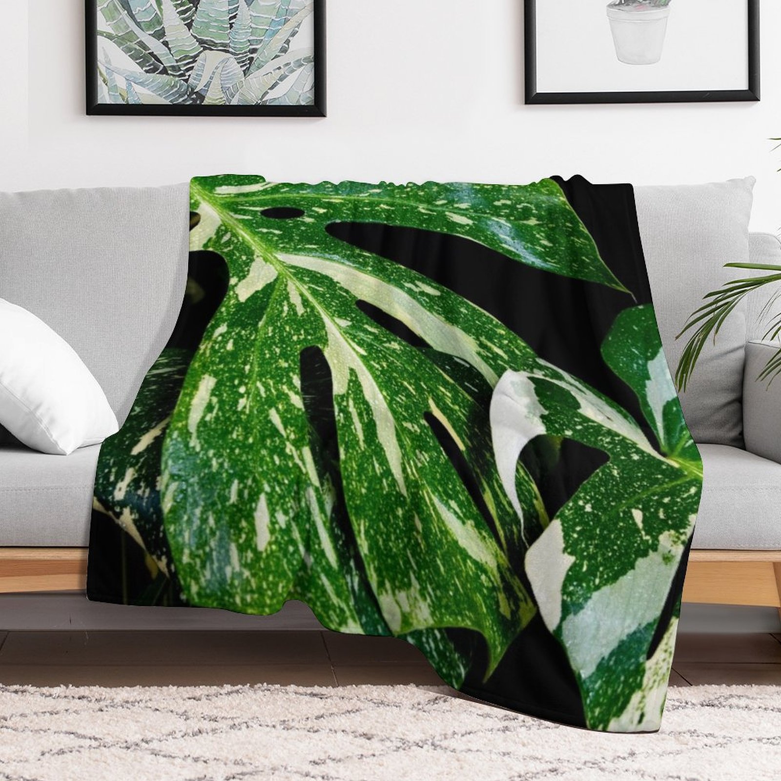 Monstera Thai Constellation Th – Monstera Thai Constellation Bewertung und Preis