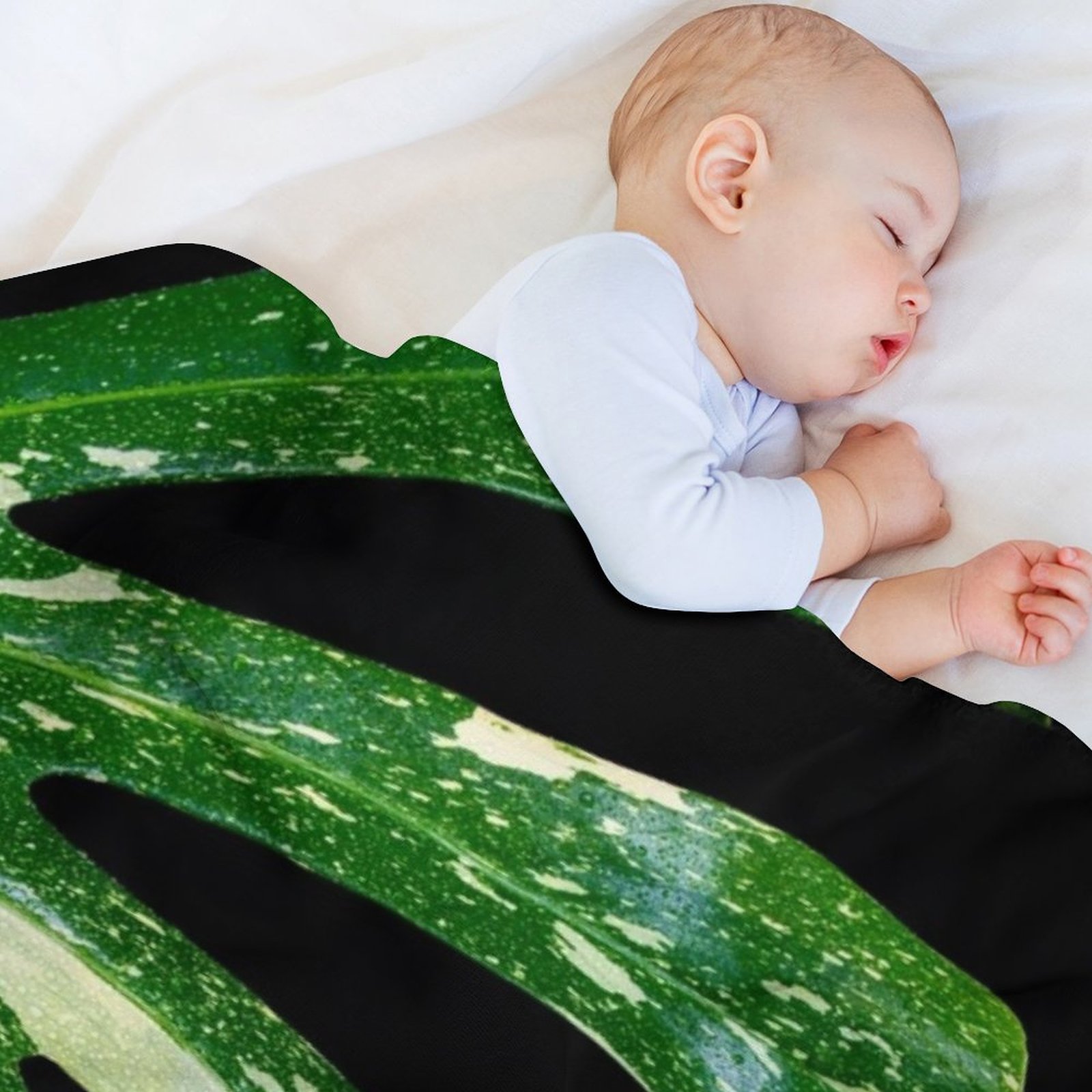 Monstera Thai Constellation Th – Monstera Thai Constellation Bewertung und Preis